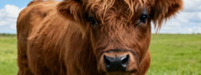 今期鼠猪鸡出特，睡馀如梦蕊宫回打一最佳生肖生肖，精准快答揭晓落实