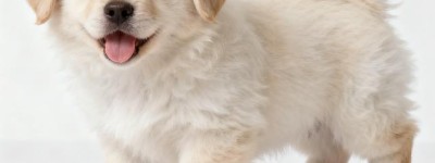 吉祥如意,画龙点睛猜一最佳最佳生肖，释义最佳成语解释!