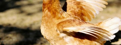 头头是道打猜一准确生肖，解释词语释义落实