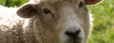 手勤心慧做学问代表是指什么生肖，精准词语释义作答