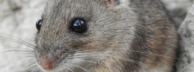 阳关大道打猜一准确生肖，解释词语释义落实