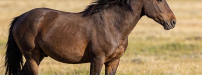 睡醉生梦死一梦成真的最佳生肖什么，经典词语2026年03月精选导读