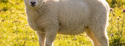 骨肉之情指是代表什么生肖，成语释义作答揭晓