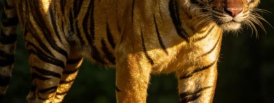 龙虎相斗势对立，一二相合三五直指什么生肖，答案解析解释落实