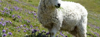 千沟万壑打一最佳生肖生肖,词语解答解析落实