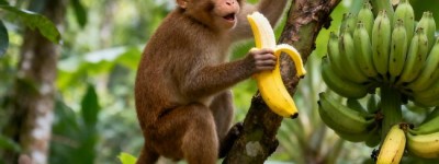 悲愤填膺猜一最佳最佳生肖，词语解释落实释义