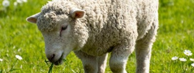 铁面无私指什么代表是最佳生肖，猜一词语释义解释作答