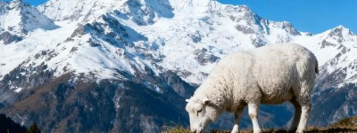 尽善尽美代表是最佳生肖，作答词语解释梳理