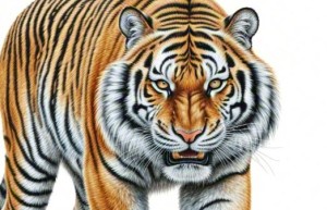 功成不居打猜一准确生肖，解释词语释义落实