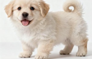 十里旌旗十万兵是什么生肖,精选词语释义解释