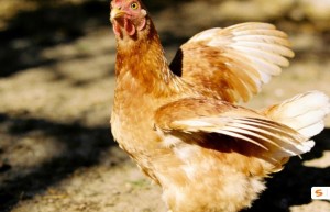 （金叔）黛玉美人。胆小柔弱）指是代表什么生肖，词语最佳释义解释