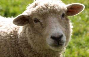 手勤心慧做学问代表是指什么生肖，精准词语释义作答