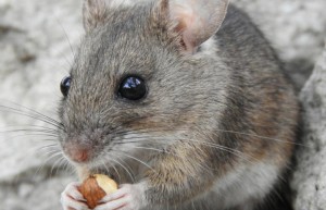 阳关大道打猜一准确生肖，解释词语释义落实