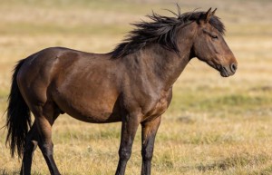 睡醉生梦死一梦成真的最佳生肖什么，经典词语2026年03月精选导读