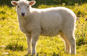 骨肉之情指是代表什么生肖，成语释义作答揭晓