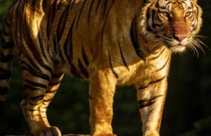 龙虎相斗势对立，一二相合三五直指什么生肖，答案解析解释落实