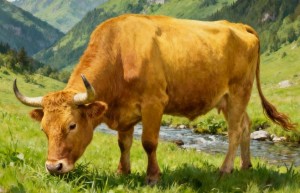 宁为鸡口打猜一准确最佳生肖什么，作答词语解释梳理