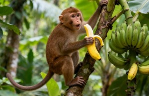 悲愤填膺猜一最佳最佳生肖，词语解释落实释义