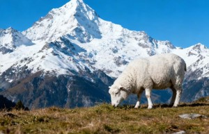 尽善尽美代表是最佳生肖，作答词语解释梳理