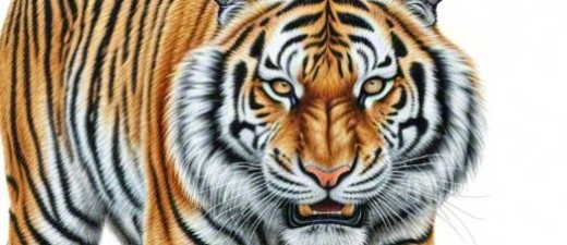 功成不居打猜一准确生肖，解释词语释义落实